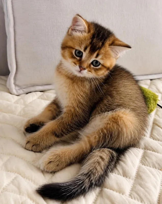 Шотланский котёнок