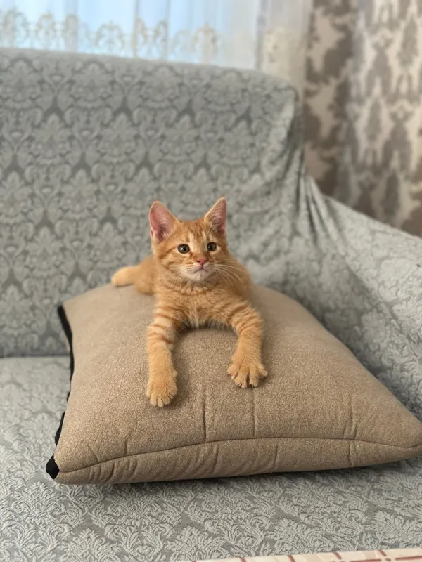 Кошку отдам в хорошие руки! 2 Кошку отдам в хорошие руки! 2