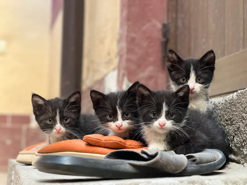 4-месячные котята, не породистые, в подарок 1