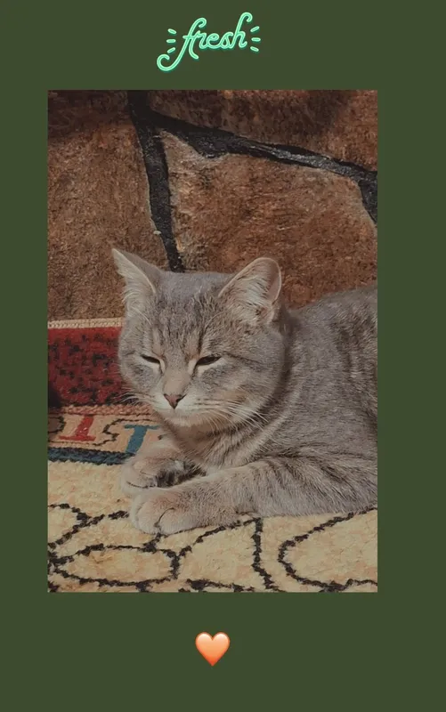 Кошка с 4 котятами в добрые руки Кошка с 4 котятами в добрые руки