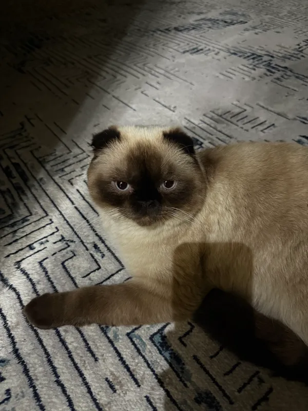 Кот на вязку Скоттиш фолд бесплатно  ( коштиришга)
