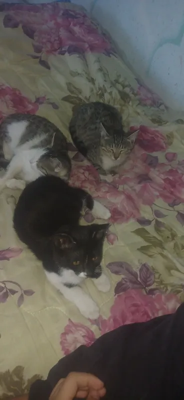 Zotsiz mushuklar 4 Zotsiz mushuklar 4
