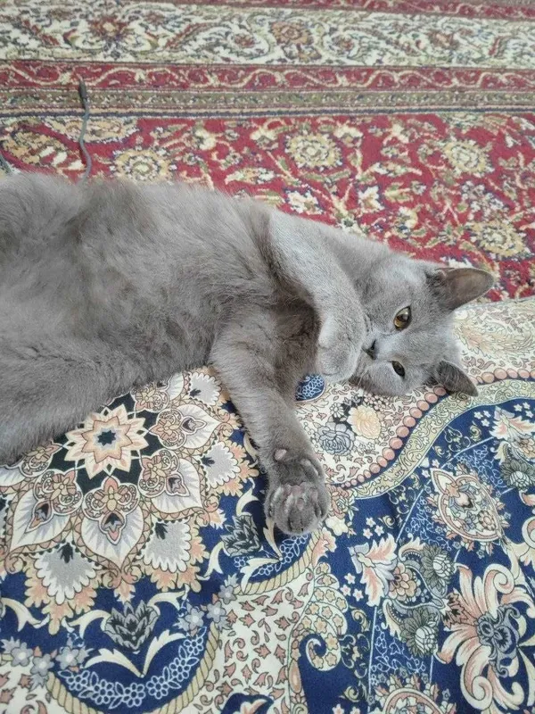 кошка скоттиш-страйта продаётся 4 кошка скоттиш-страйта продаётся 4