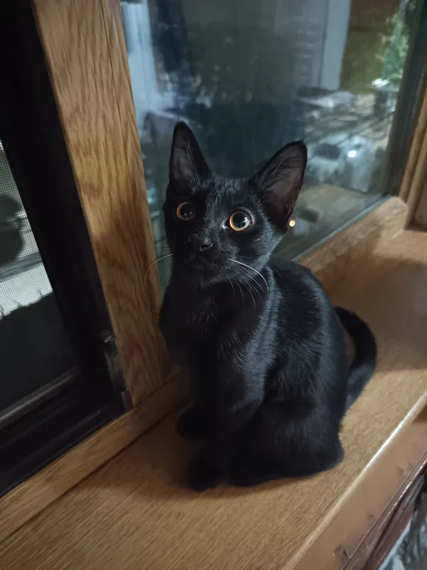чёрный котенок мальчик 4 месяца 1 чёрный котенок мальчик 4 месяца 1