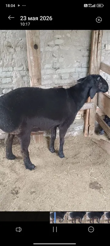Кора кучкор бир марта зот олдим бачасига кушилмасин деб сотобман