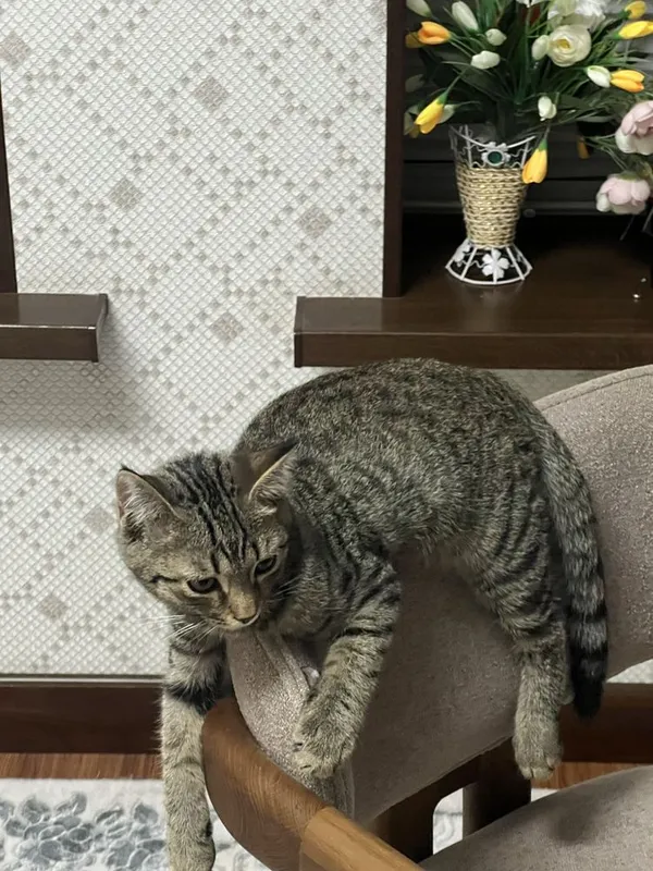 2 мальчика котёнка 7