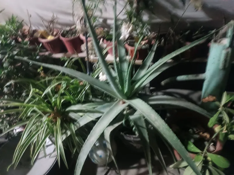 Aloe vera - Алоэ вера 3 Aloe vera - Алоэ вера 3