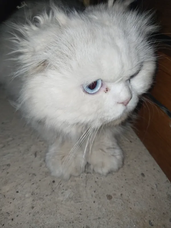 кошки 2 кошки 2