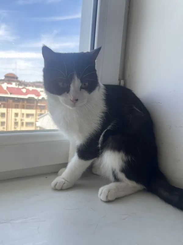 Mushuk sotiladi tez 2 Mushuk sotiladi tez 2