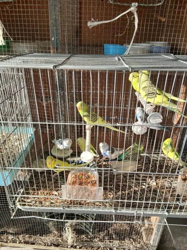 Har xil Papugaylar 2 Har xil Papugaylar 2