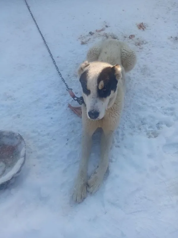 Sotiladi srochna