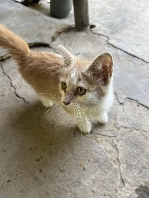 Хороший, умный, котёнок 4 Хороший, умный, котёнок 4