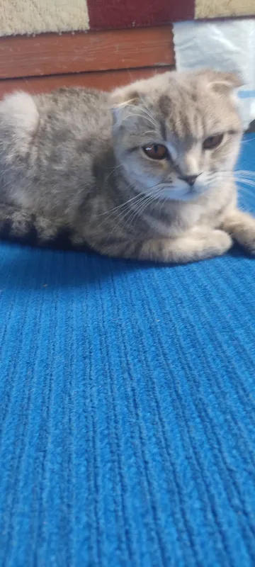 скоттиш фолд — фото 3