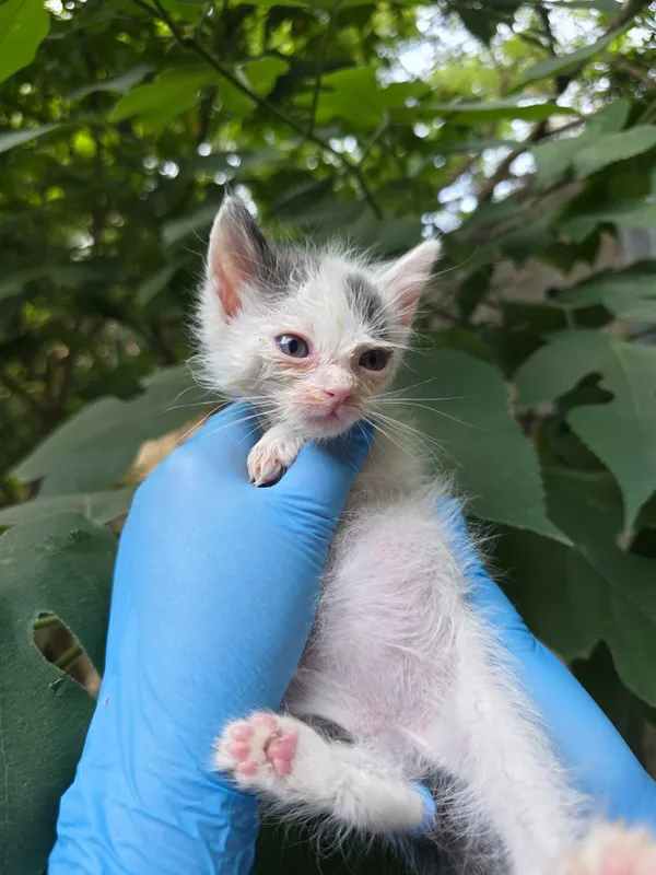 Котята ищут семьи! 5 Котята ищут семьи! 5