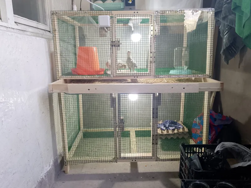 katak, quyon katak