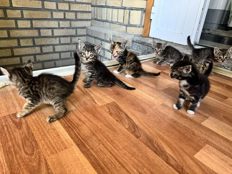 Отдаю котят в добрые и заботливые руки 2 Отдаю котят в добрые и заботливые руки 2
