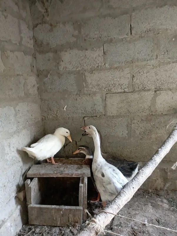 Goz Urdak sotiladi 2 ta goz 2 ta urdak yeb ichiga garantiya soglom 5 Goz Urdak sotiladi 2 ta goz 2 ta urdak yeb ichiga garantiya soglom 5