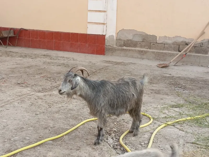 Bo'g'oz echki sotiladi 7 Bo'g'oz echki sotiladi 7
