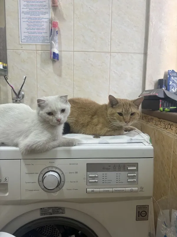 Отдам котёнка в добрую семью — фото 3