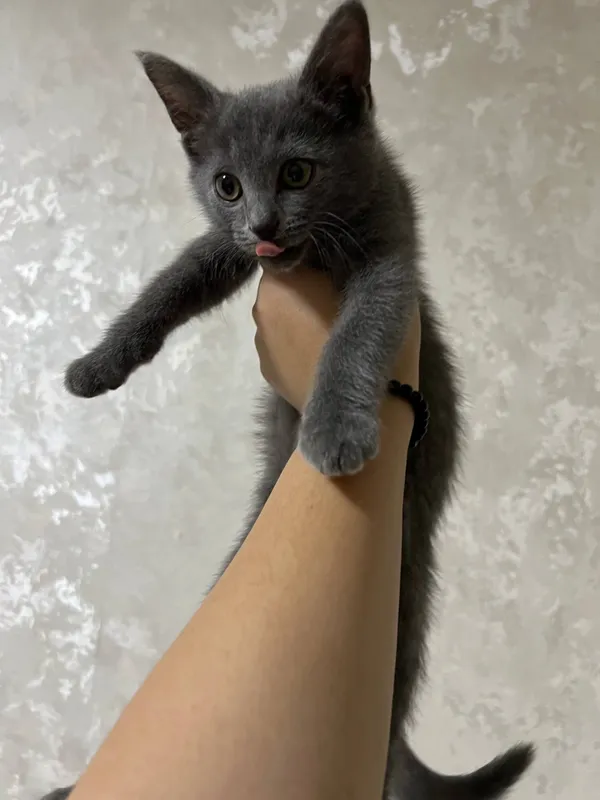Породистый котенок 3 Породистый котенок 3
