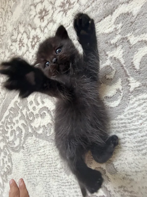 Продаются котята 8 Продаются котята 8