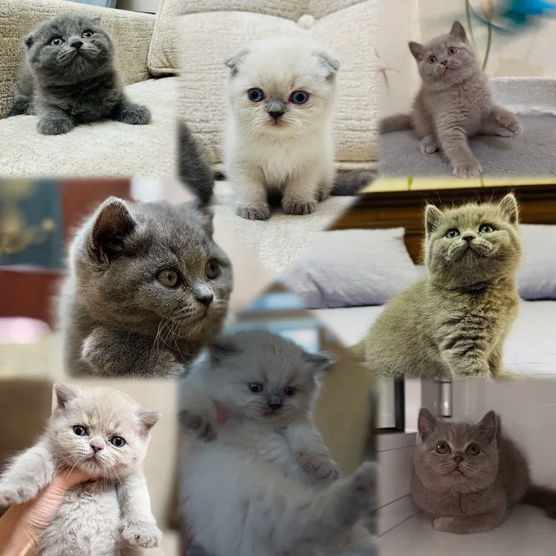 Вязка кота британской породы! — фото 6