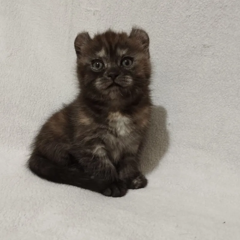 Продаются котята породы кинколоу и керл-мальчик — фото 2