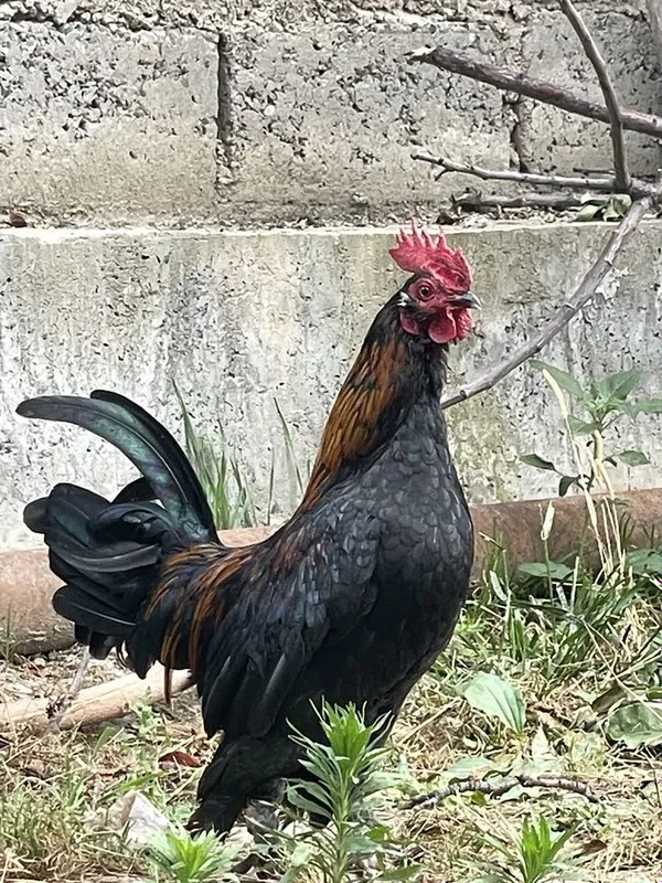 Yaponcha Xo'roz Sotiladi 2 ta 2