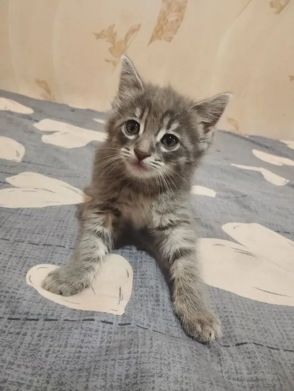 Отдаем котят бесплатно в добрые руки