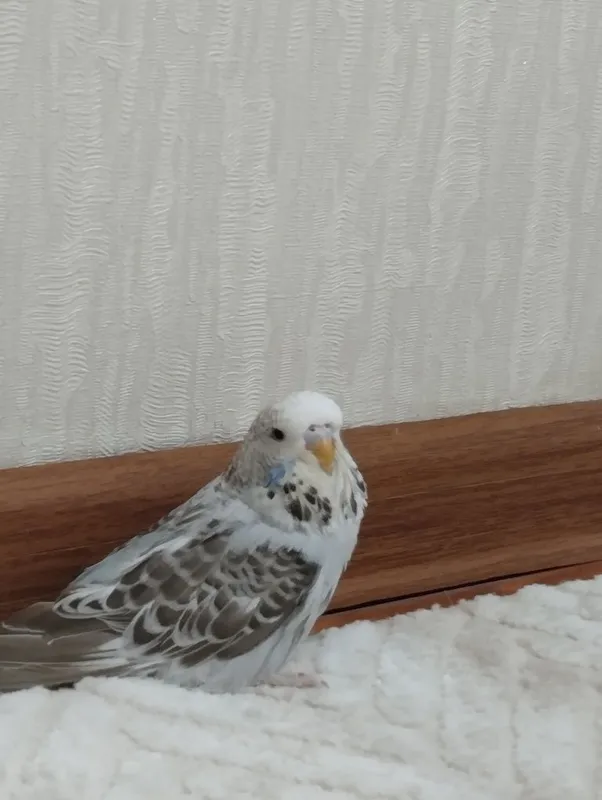 Птинцы Андуки молодые — фото 3