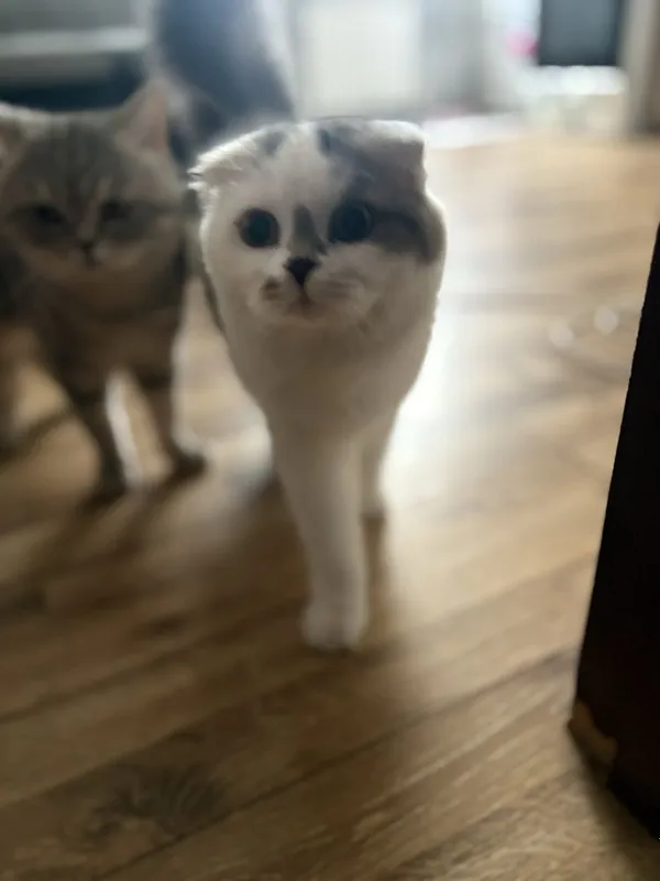 Все кошки породистые