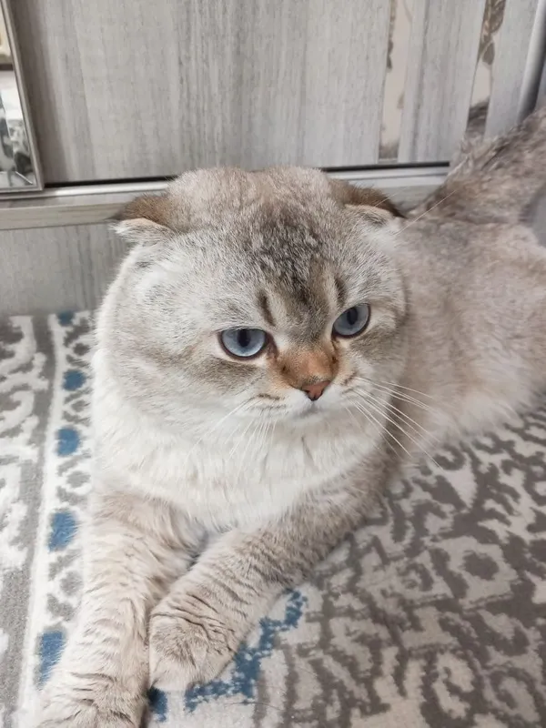 ВЯЗКА кошка самец — фото 1