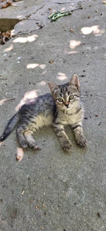 Отдадим котёнка в добрые руки. Мальчик 3 мес. 8 Отдадим котёнка в добрые руки. Мальчик 3 мес. 8