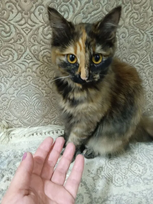 Yaxshi qolarga xadiyaga