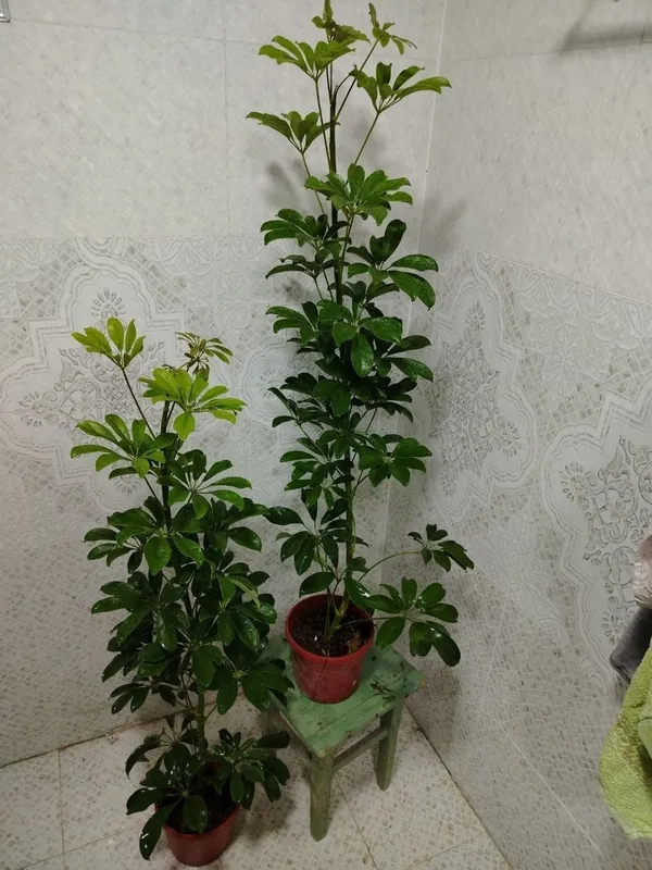 Продаётся цветы, Honaki gullar sotiladi — фото 1
