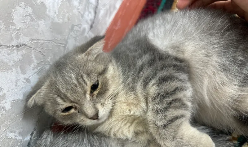 Mushuk bolasi qiz sotiladi onasi shinshila 2 Mushuk bolasi qiz sotiladi onasi shinshila 2