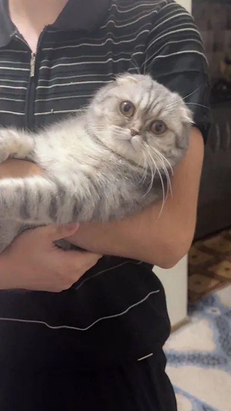 Шотландский вислоухий кот, отец — британская шиншилла, мать — вислоухи — фото 1