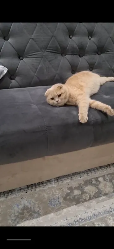 Кошка 1