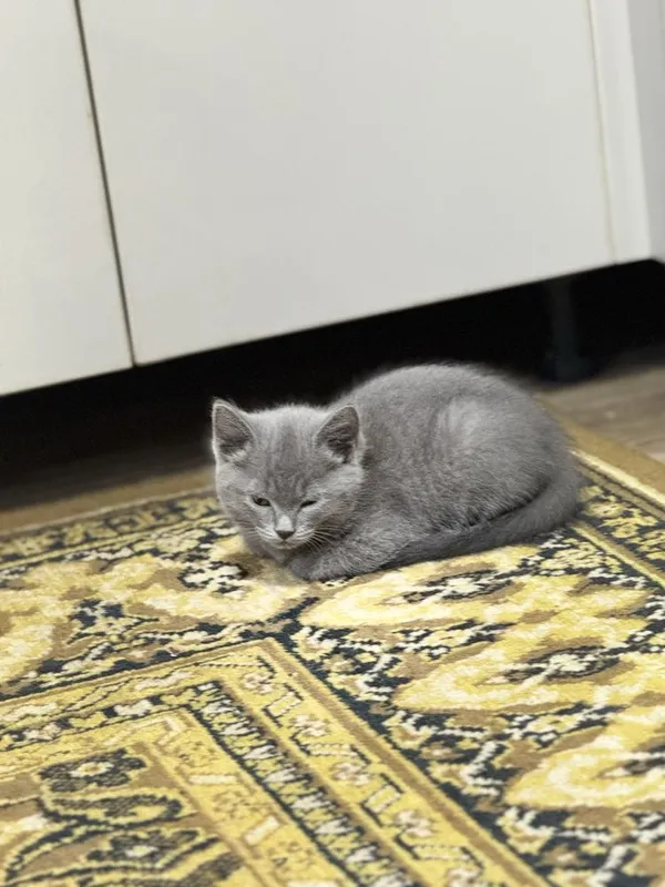 Mushuklarimiz sotuvda British Shorthair 4 Mushuklarimiz sotuvda British Shorthair 4