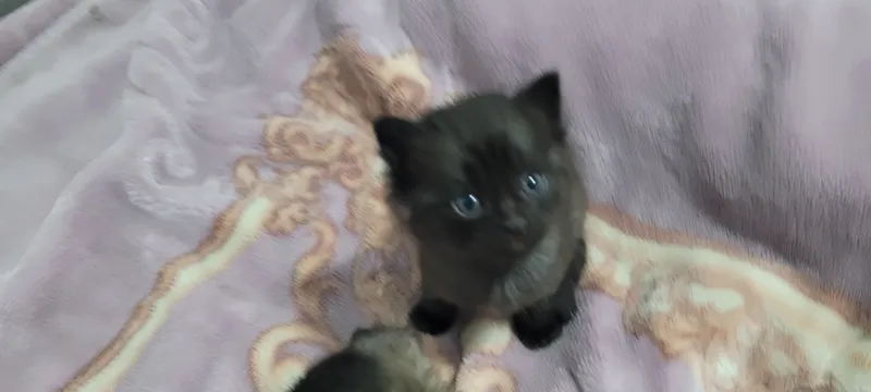 котёнок