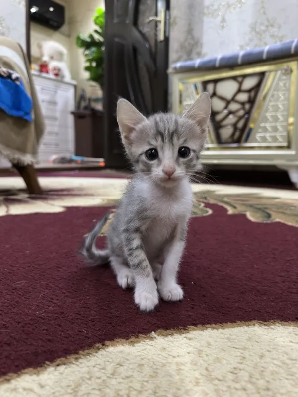 2,5 oylik aqilli latok biladi 2,5 oylik aqilli latok biladi
