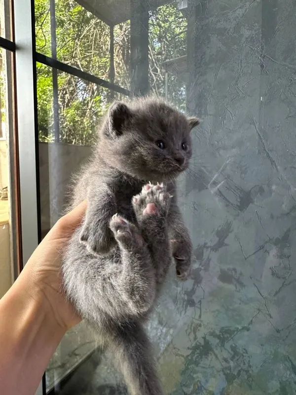 Котята Британский фолд — фото 3
