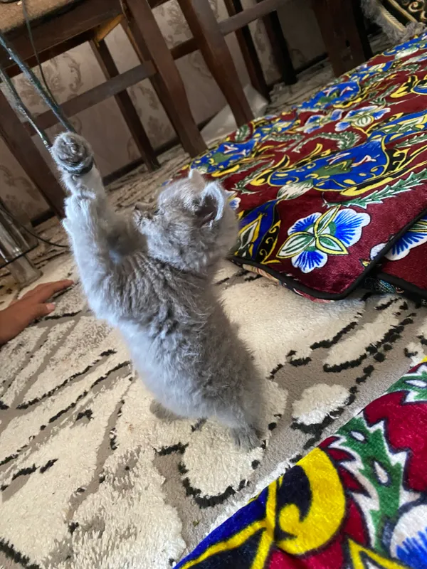 Британский кошка — фото 3