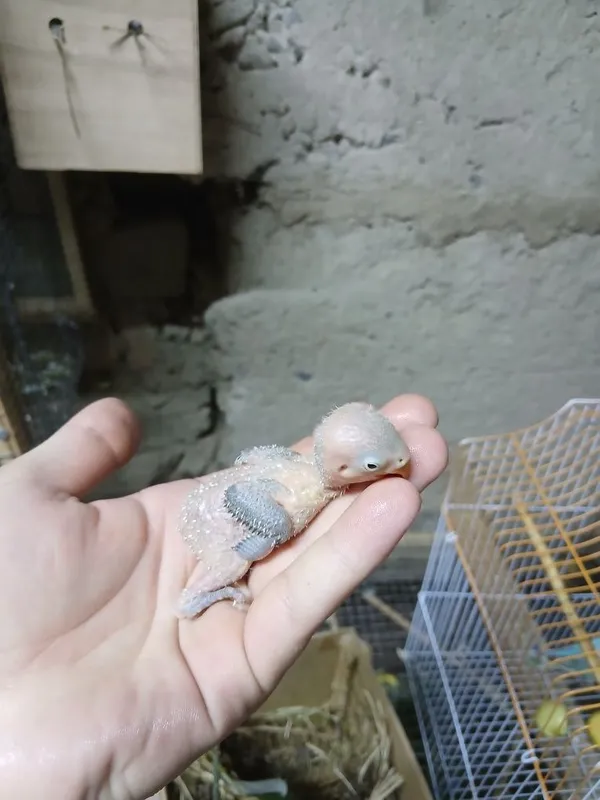 Неразлучка полапони 2 Неразлучка полапони 2