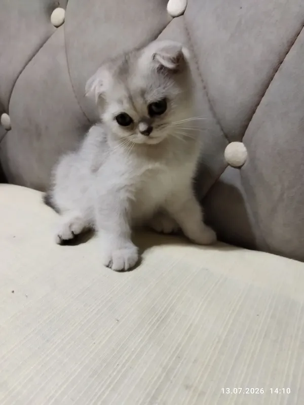котята серебряная шиншилла 1 котята серебряная шиншилла 1
