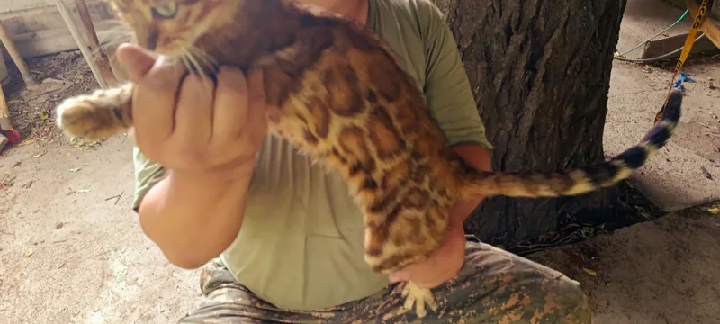 Бенгальские кот с 7 Бенгальские кот с 7