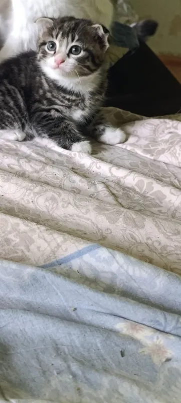Oʻsma quloq mushuk Вислоухие котята — фото 5