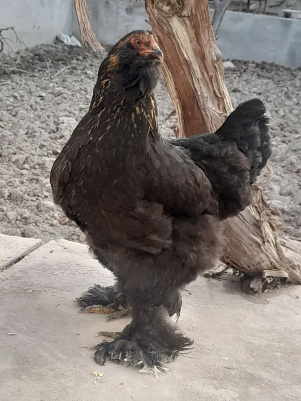 Brama tovuq va xoʻrozlar sotiladi — фото 4