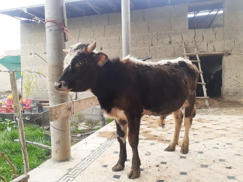 Xoʻkizlar sotiladi 1tasi 8 oylik 1tasi 1.5yosh yeyishi zoʻr 100%