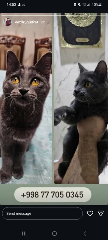 Котёнок ищет дом